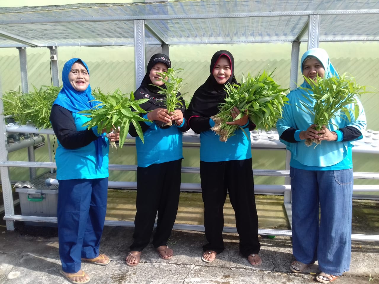 PANEN PERDANA KANGKUNG HIDROPONIK KELOMPOK MUKTI RAHAYU