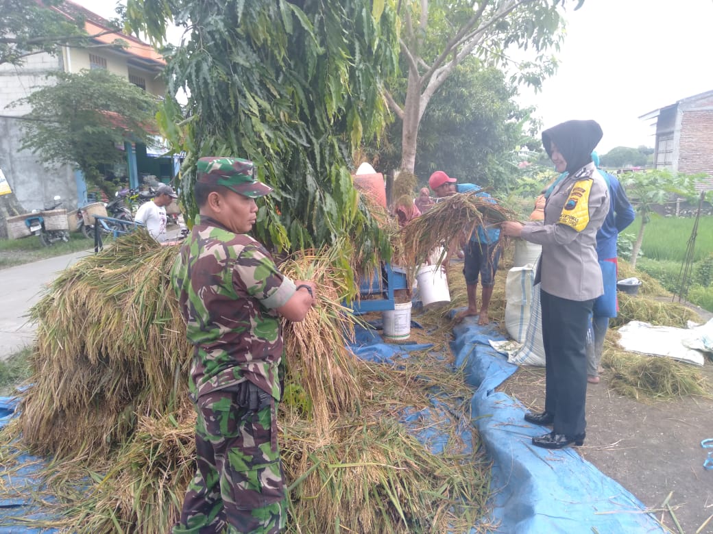 BABINSA DAN BHABINKAMTIBMAS DESA TAMBIREJO AKTIF PANTAU PANEN RAYA